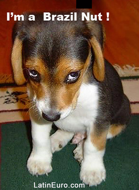 Date this hard body Brazil girl Brazil Nut from  BR585