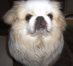 voluptuous United States man  from Nowhere US5629