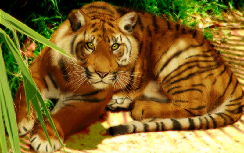 Date this happy United States man Vinland999 from Elgin US5720