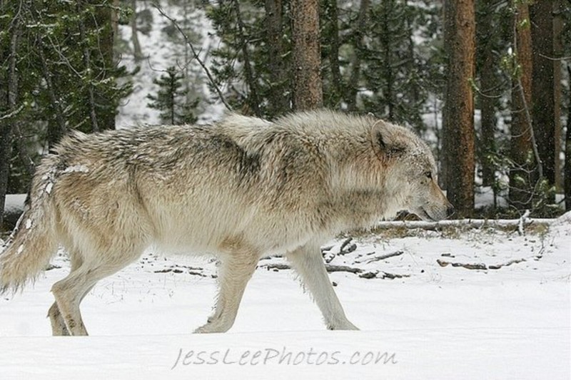 Date this hot United States man Lycos2011 from Cincinnati US7254