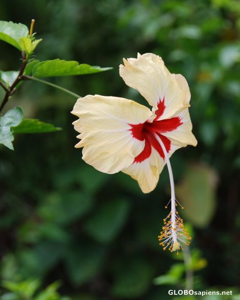 Date this voluptuous United States man Vincent from Brooklyn US7757