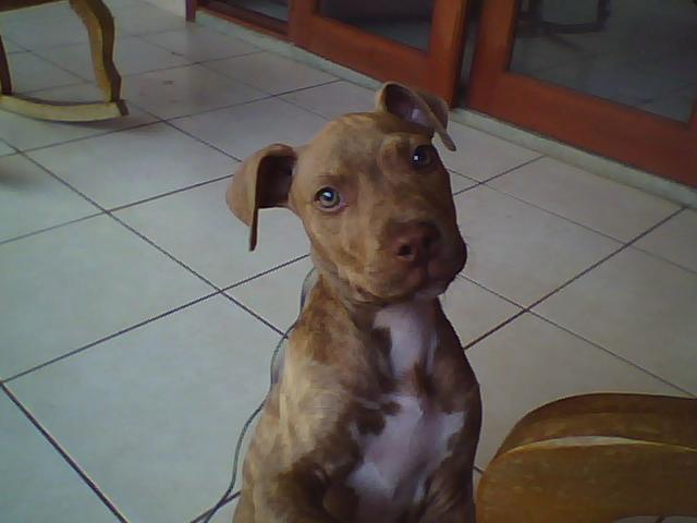 Date this funny Colombia man Pochito from Cali CO7099