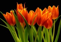 Date this delightful Brazil man Peter from salvador BR5446