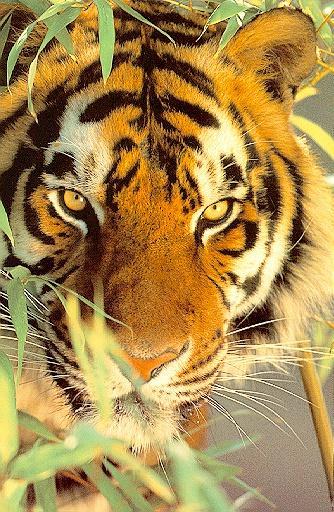 Date this good-looking United States man Poohbear from Gainesville US10670